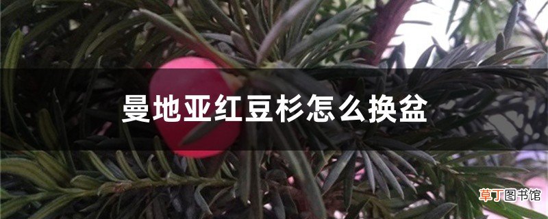 曼地亚红豆杉怎么换盆