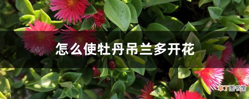 怎么使牡丹吊兰多开花