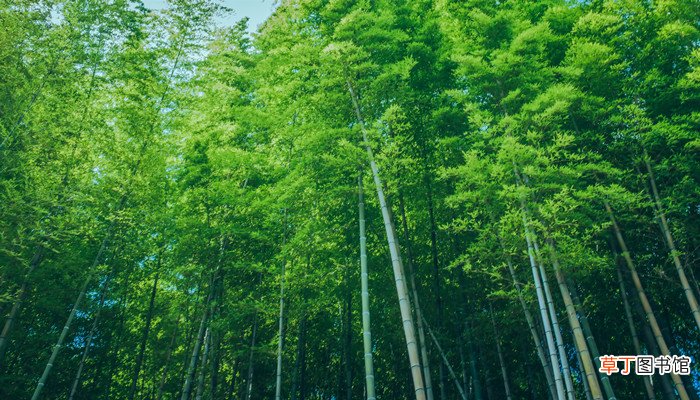 梦见竹林是什么意思