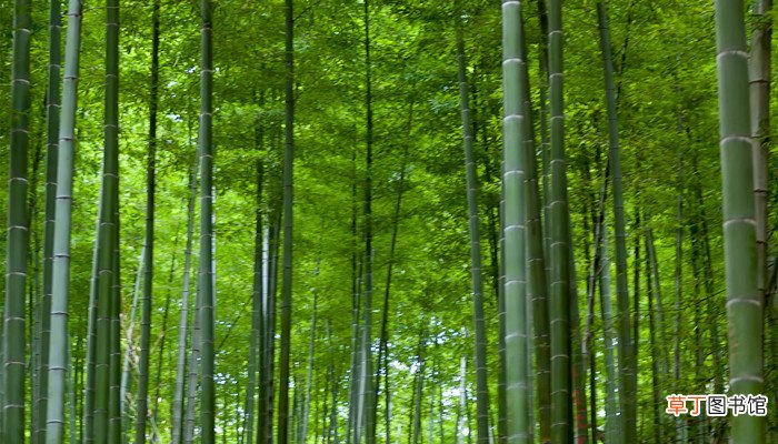 梦见竹林是什么意思