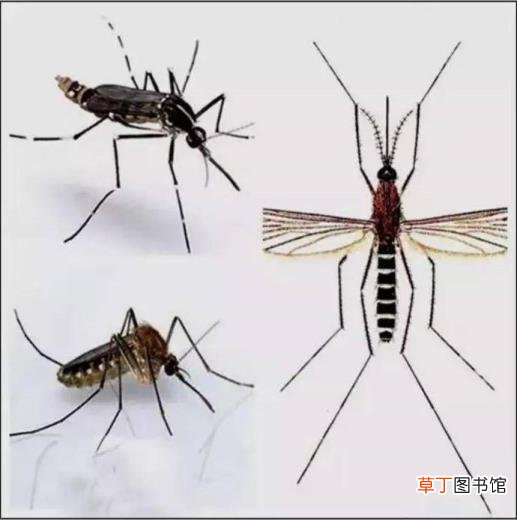 小孩经常肚子痛是什么原因 为什么会有登革热
