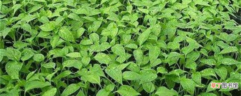 辣椒籽怎么发芽