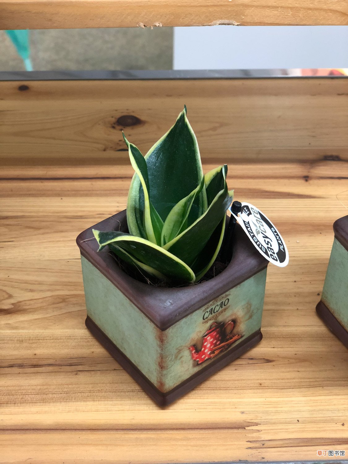虎皮兰刚栽上用浇水吗