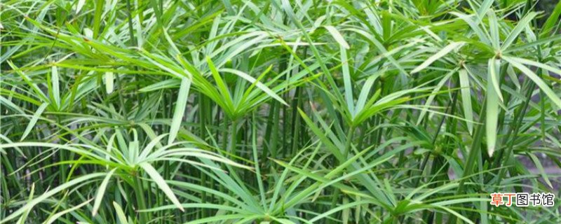 养水竹的方法