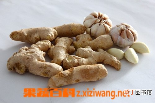 天南星的功效与作用
