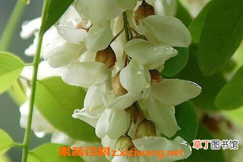 槐花的功效有哪些 槐花的作用和药用价值