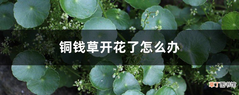 铜钱草开花了怎么办