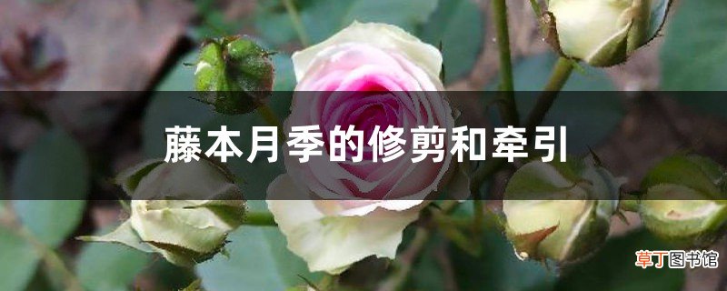 藤本月季的修剪和牵引