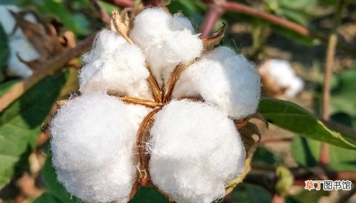 梦见棉花长虫是什么意思