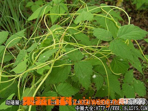 菟丝子的作用与功效