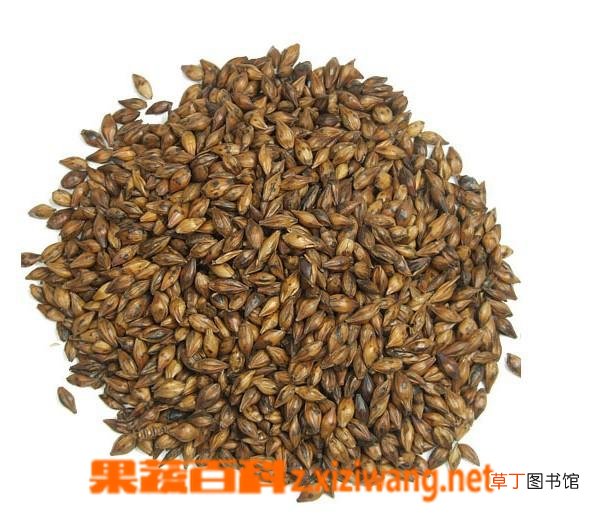 谷芽的功效与作用