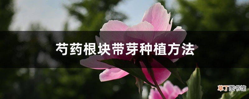 芍药根块带芽种植方法