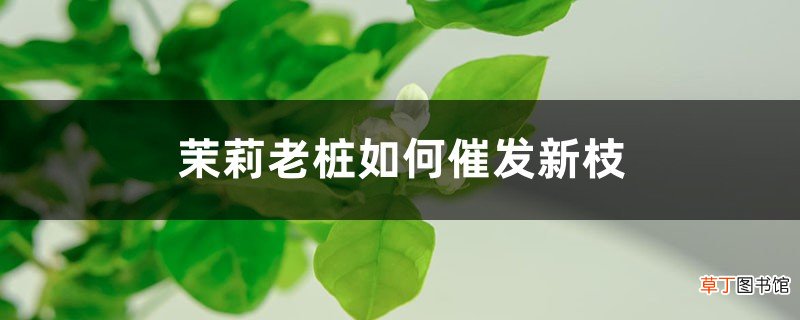 茉莉老桩如何催发新枝
