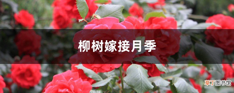 柳树嫁接月季的方法
