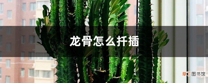 龙骨怎么扦插