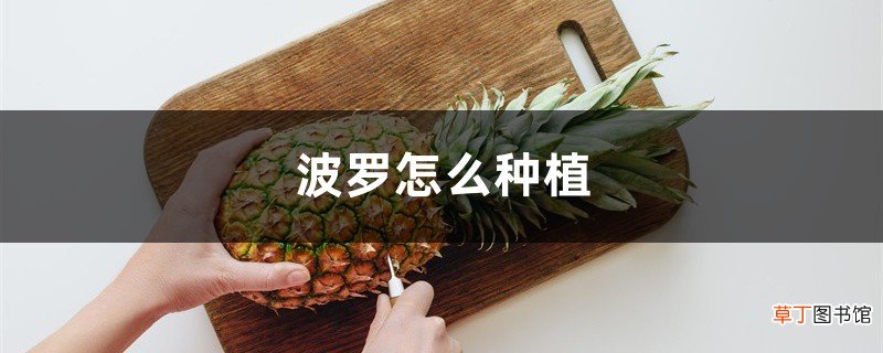 菠萝怎么种植