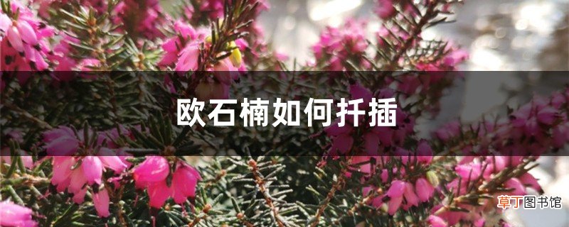 欧石楠如何扦插