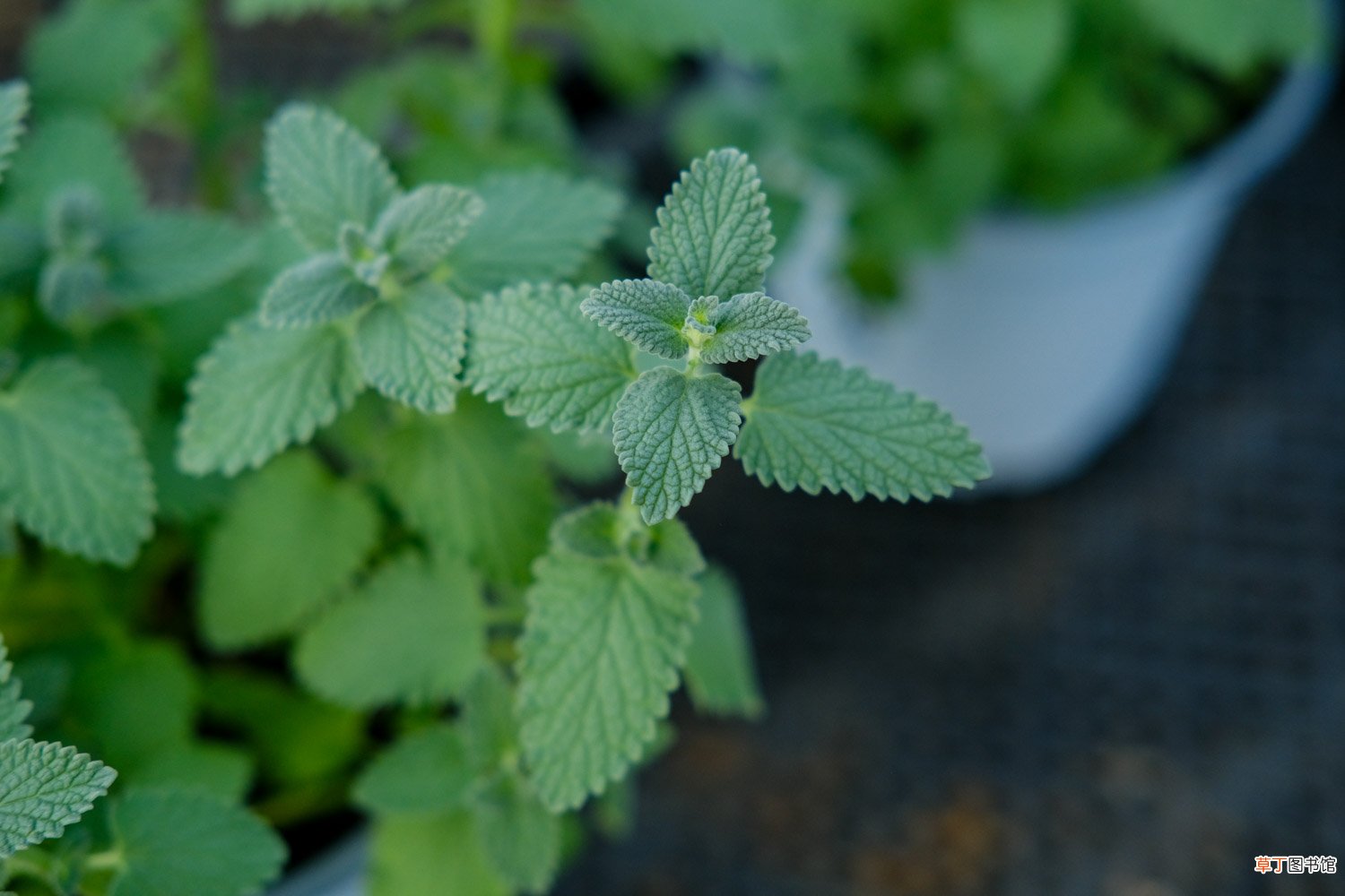 柠檬薄荷怎么养