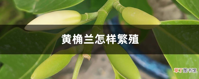 黄桷兰怎样繁殖
