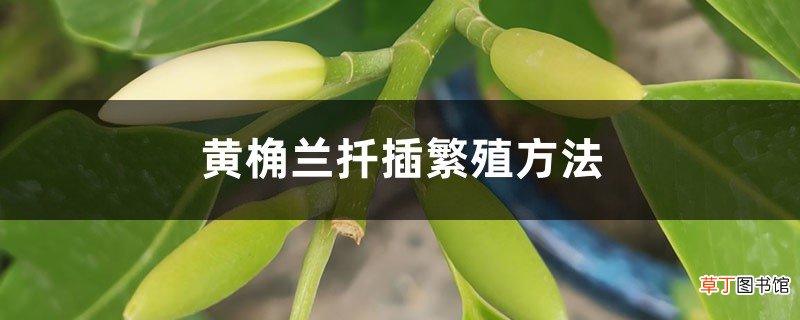 黄桷兰扦插繁殖方法