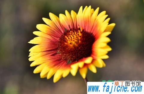 父亲节送爸爸送什么花 2021年父亲节送爸爸花好吗