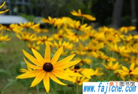 父亲节送爸爸送什么花 2021年父亲节送爸爸花好吗