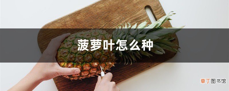 菠萝叶怎么种