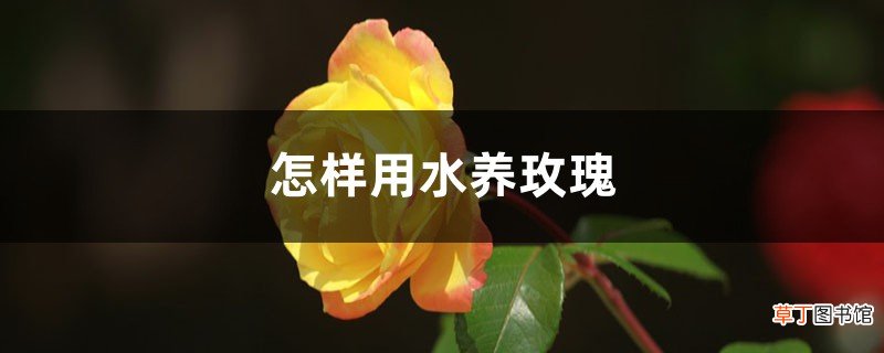 怎样用水养玫瑰