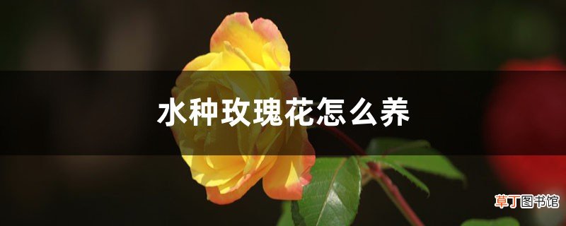 水种玫瑰花怎么养