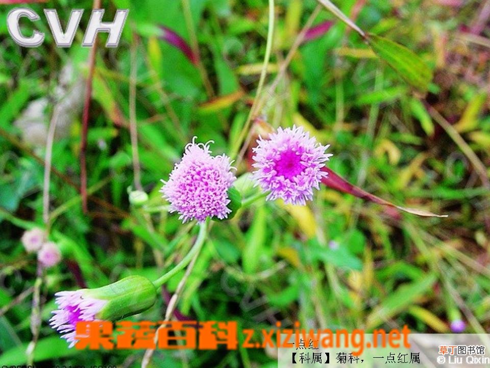 羊蹄草的功效和作用