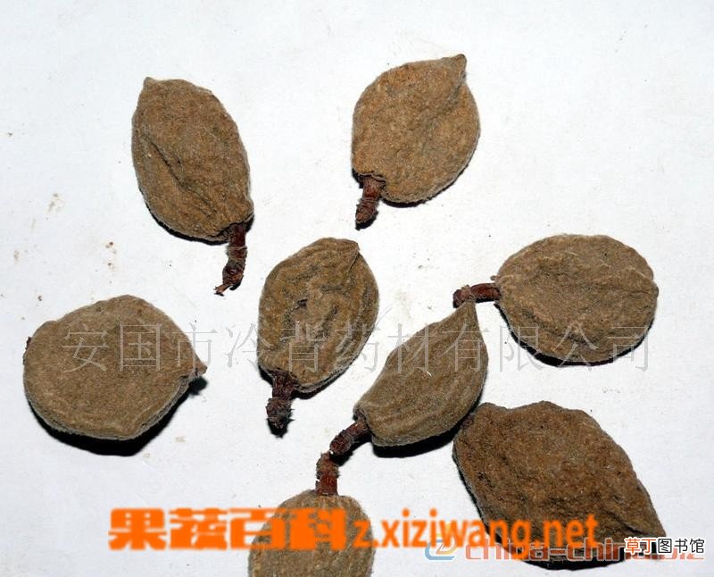 碧桃干功效和作用