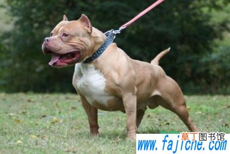 比特犬智商高还是低 比特犬可以做搜救狗吗