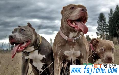 比特犬智商高还是低 比特犬可以做搜救狗吗