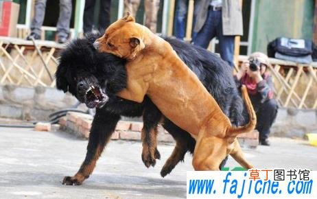 比特犬智商高还是低 比特犬可以做搜救狗吗