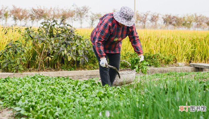 梦见挖野菜没能找到