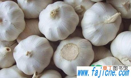 大蒜返青期怎么管理 大蒜返青期是什么时候