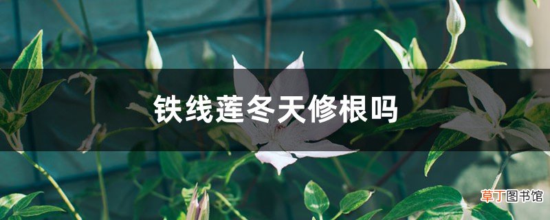 铁线莲冬天修根吗