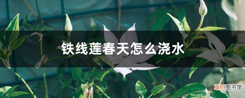 铁线莲春天怎么浇水