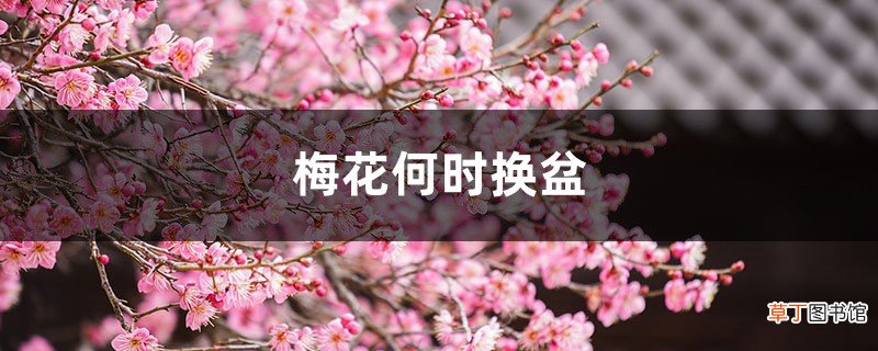 梅花何时换盆