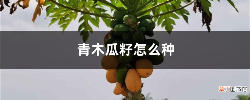 青木瓜籽怎么种