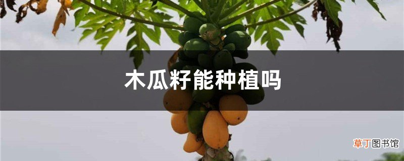 木瓜籽能种植吗