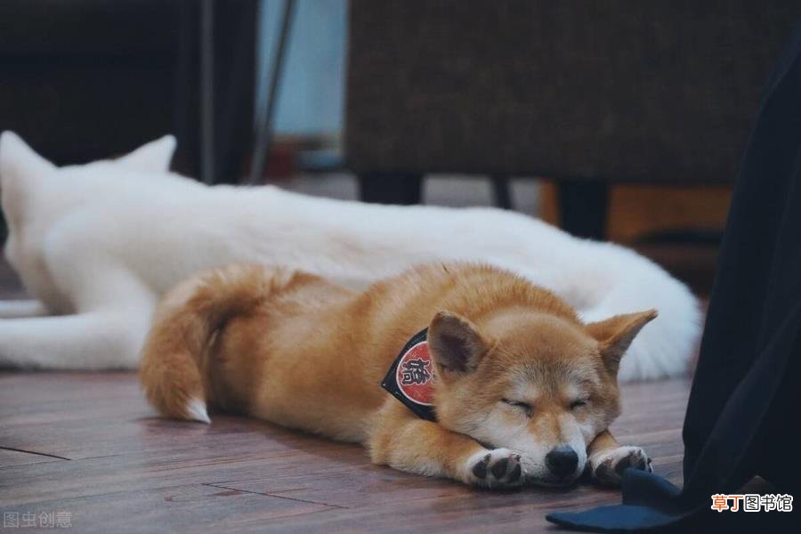 为何狗狗不睡觉满屋里转 狗为什么不睡觉