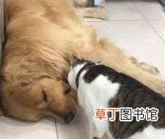 为何狗狗不睡觉满屋里转 狗为什么不睡觉