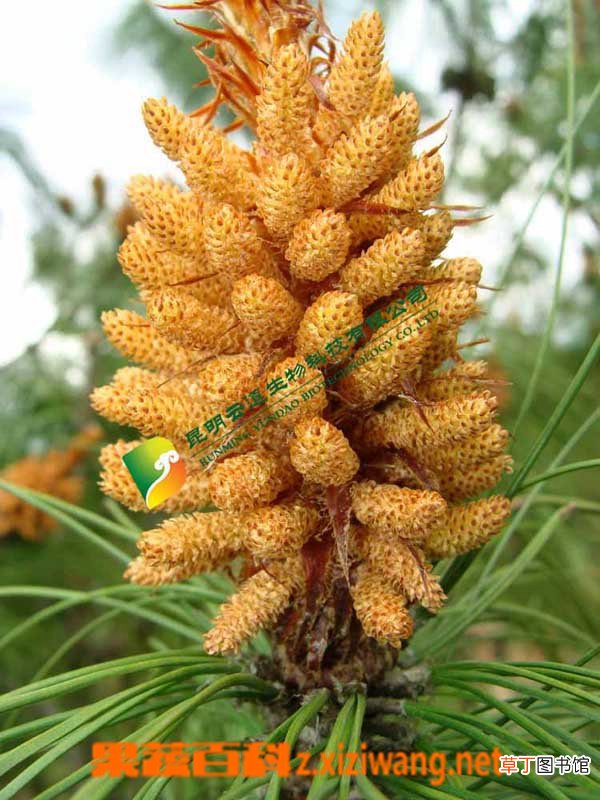 松花粉功效和成份