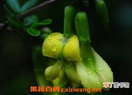 黄芪花的功效 黄芪花的药用价值