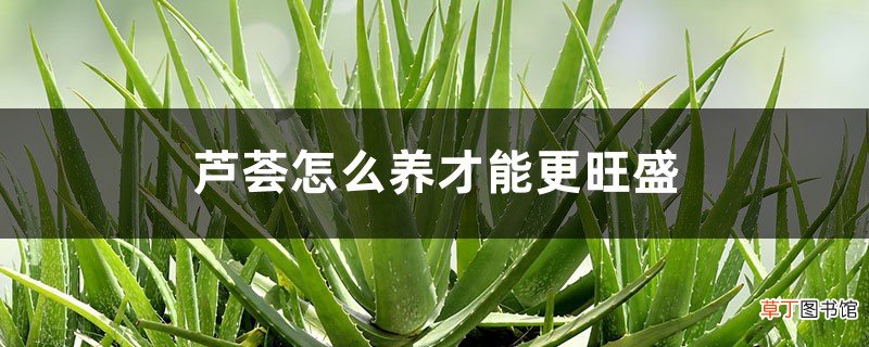 芦荟怎么养才能更旺盛