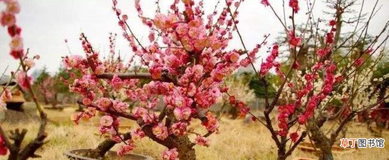 红梅几月份换盆比较好