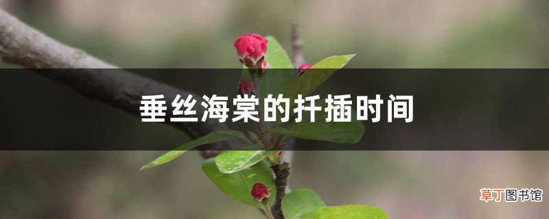垂丝海棠的扦插时间