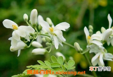 辣木花的功效 辣木花的药用价值