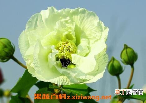 芙蓉花的功效与作用 芙蓉花的药用功效